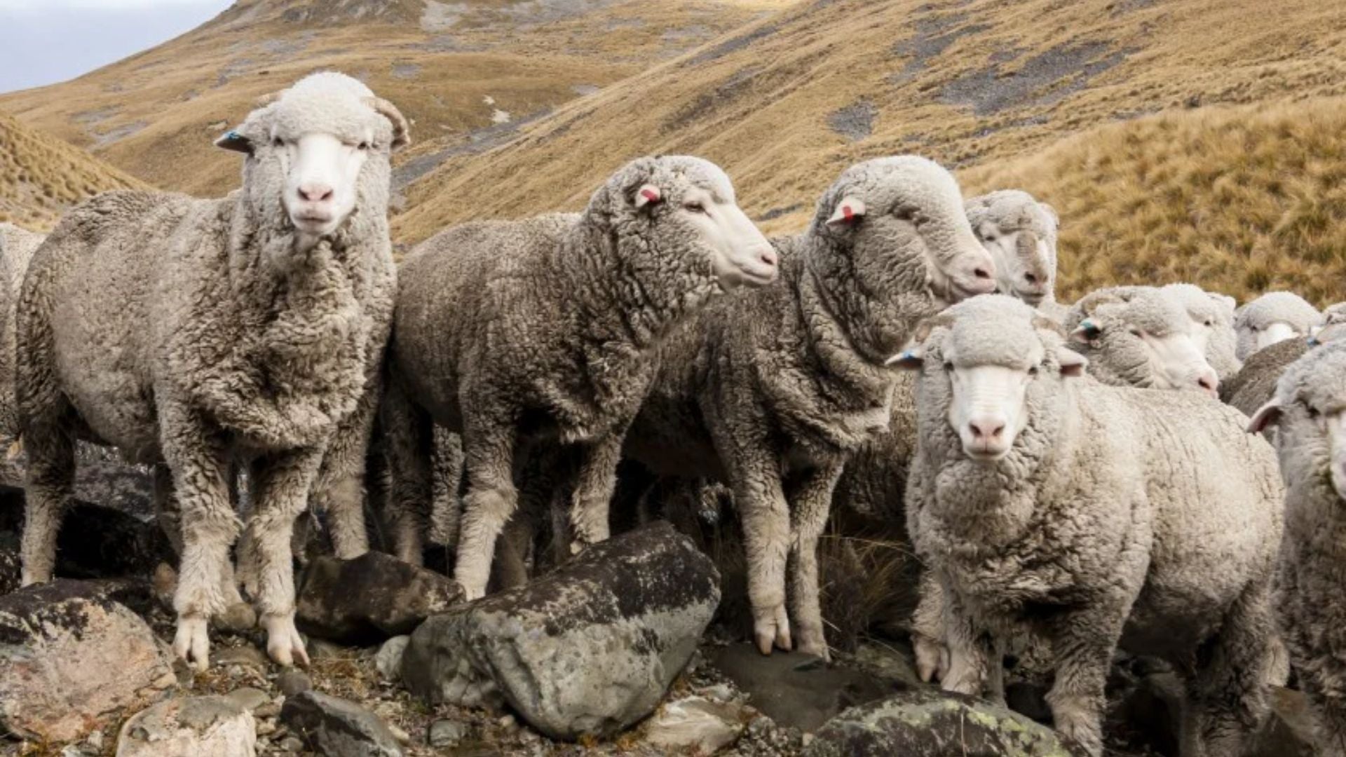 Men's Merino Clothing