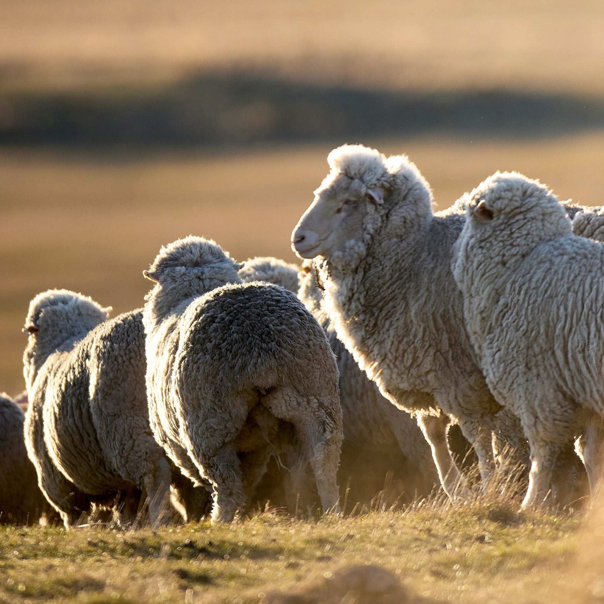 Kids Merino