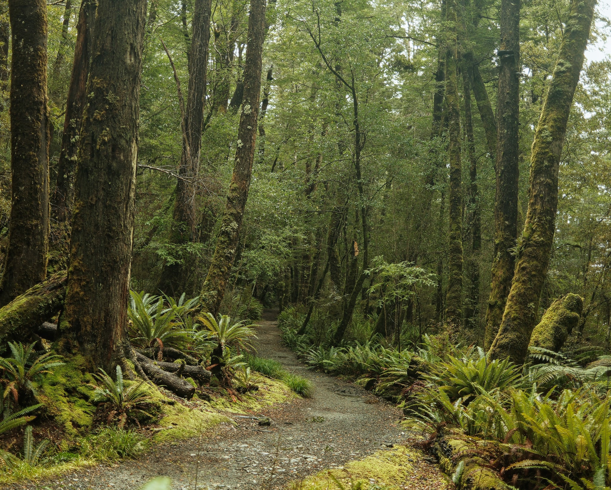 Racers Edge NZ